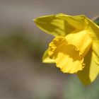 Neulich in meinem Garten (5)