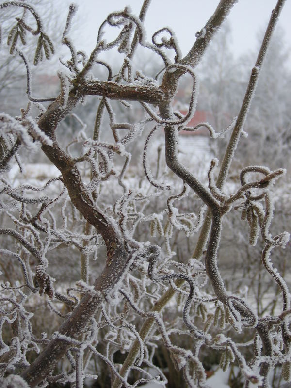 Neulich in unserem Garten (1) ...