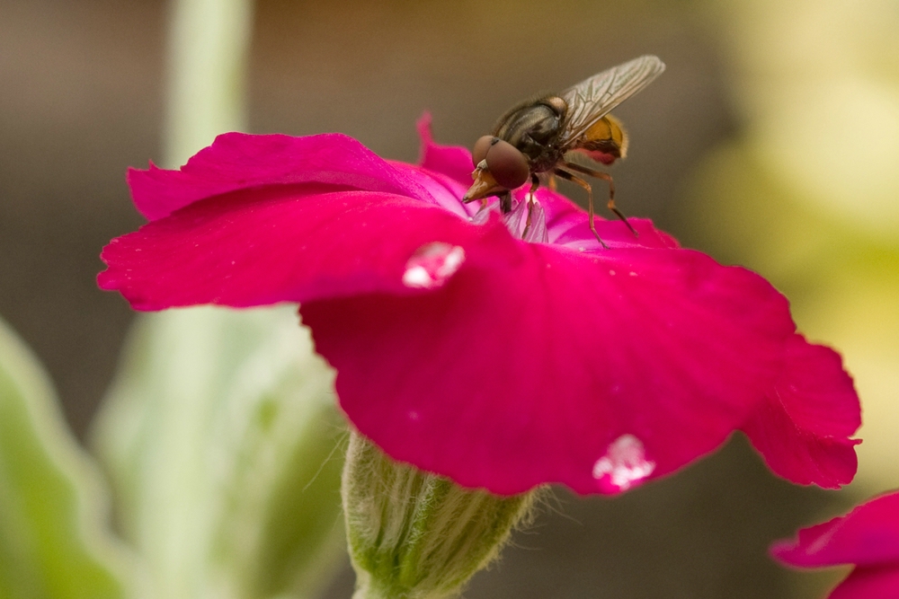 neulich in unserem Garten