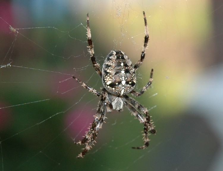 ... neulich in unserem Garten