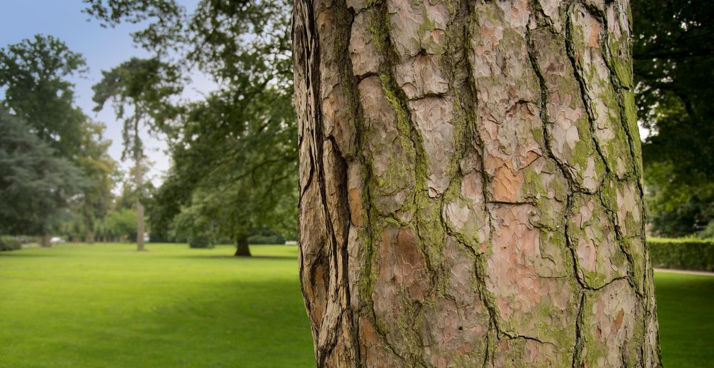 Neulich m Schlosspark Münster