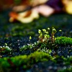 Neulich, nach dem Regen