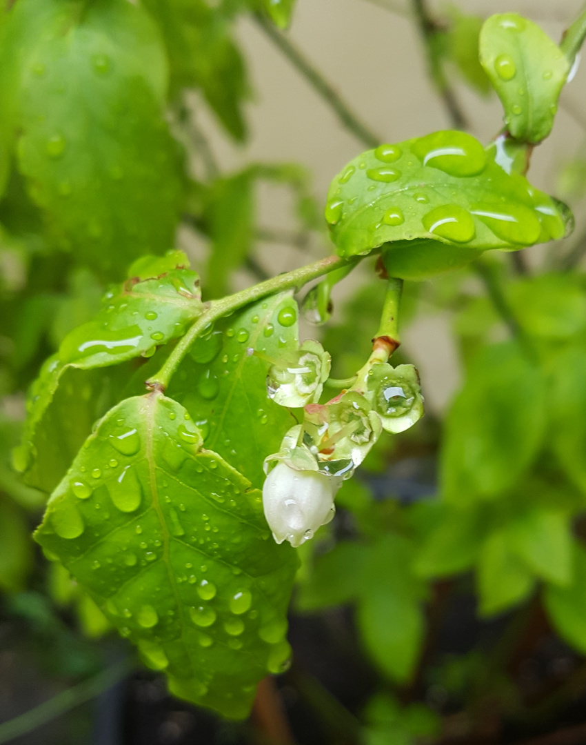 Neulich nach dem Regen