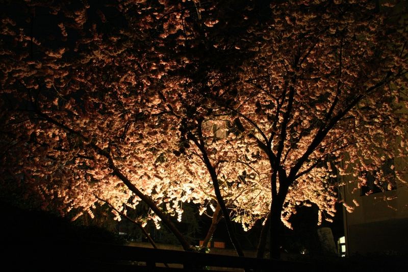 neulich... nachts unterm blühenden Kirschbaum