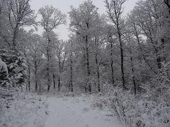 Neulich - Schneeeichen