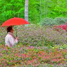 Neulich traf ich den Schirmherrn vom Rhododendronpark