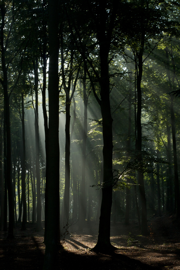 Neulicht im Wald