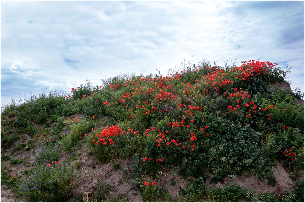 Neumohn und anderes