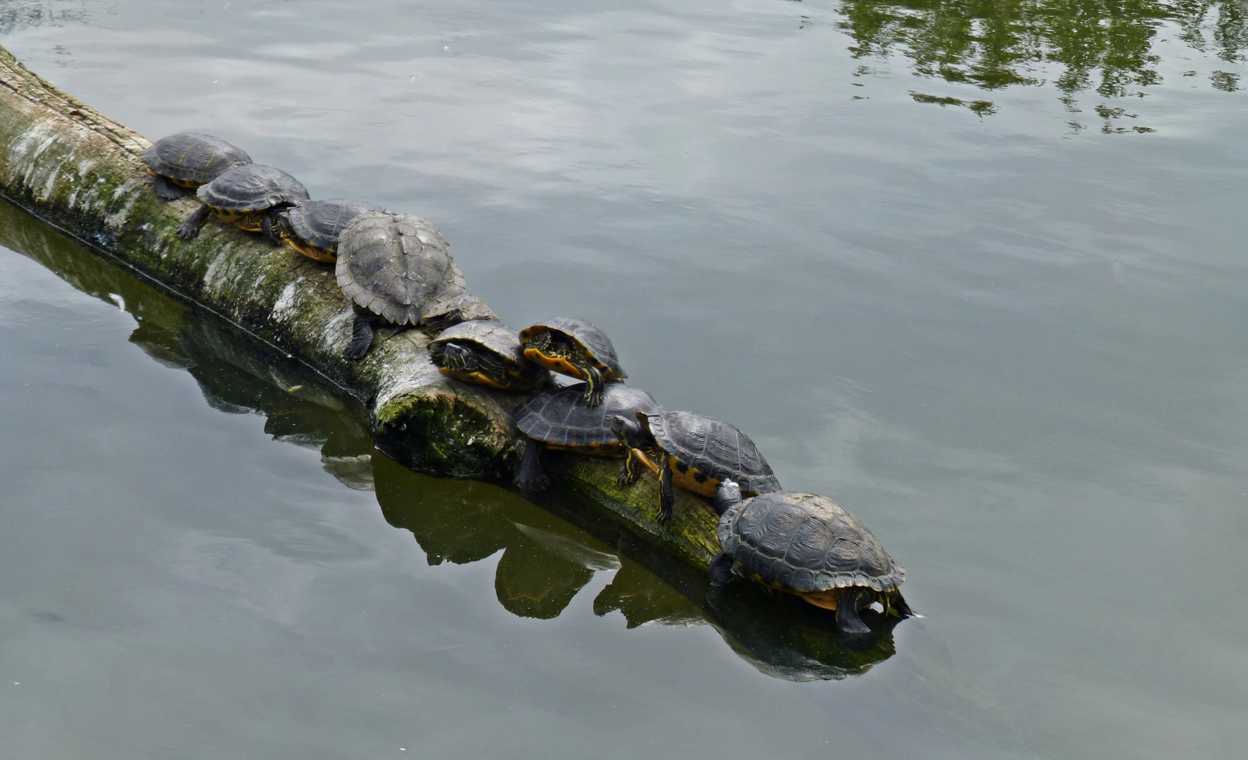 Neun auf einem Stamm, der im Wasser schwamm