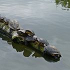 Neun auf einem Stamm, der im Wasser schwamm