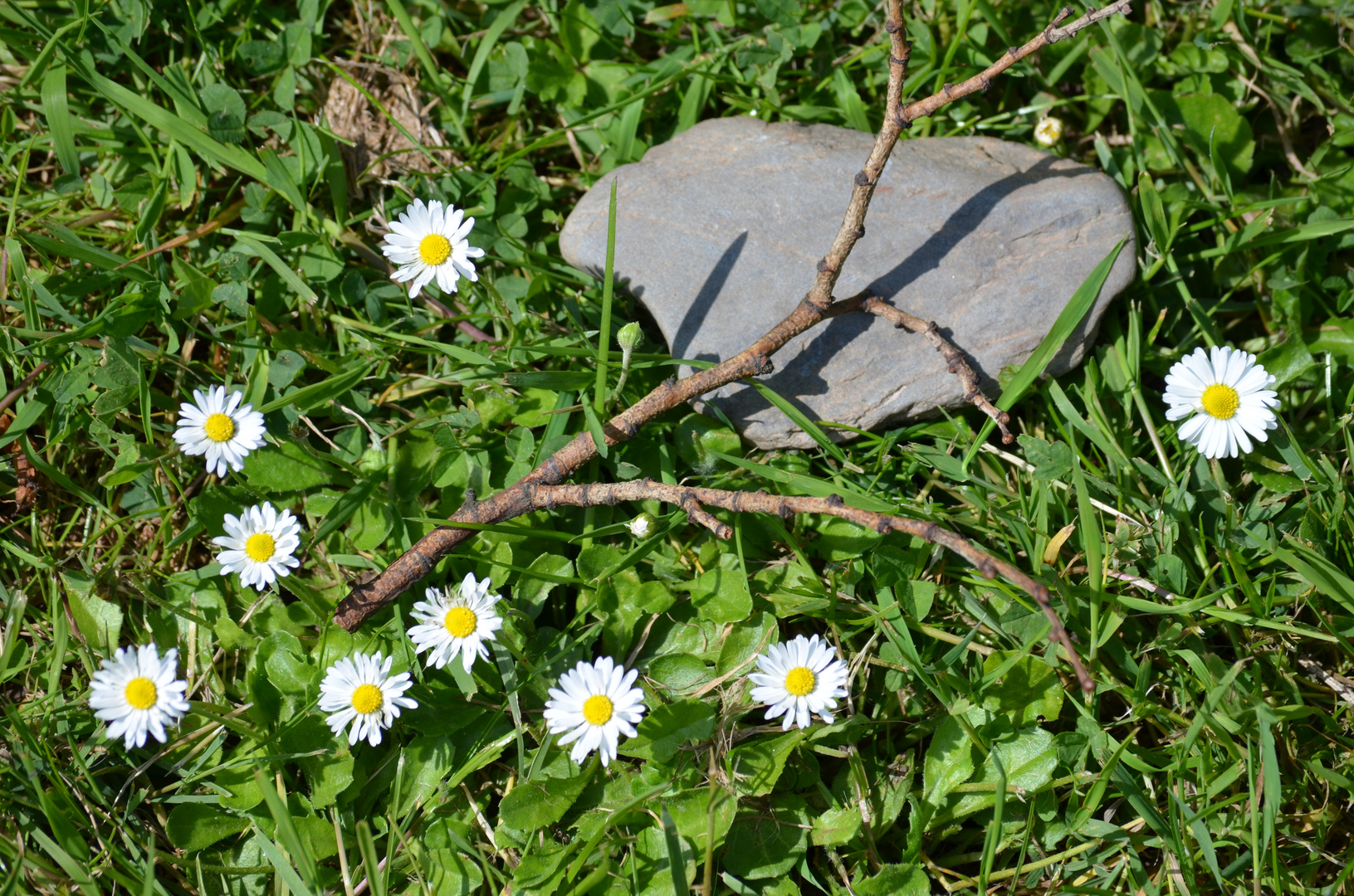 Neun Gänseblümchen