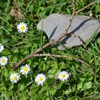 Neun Gänseblümchen