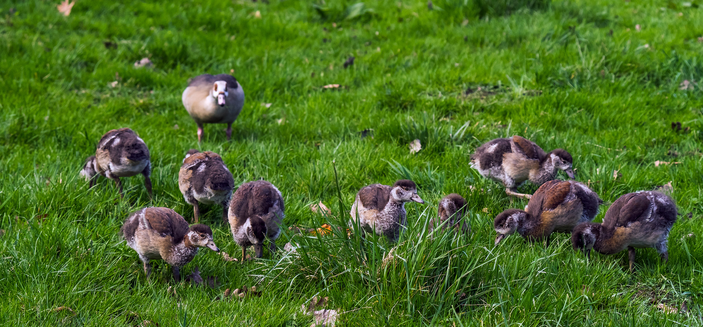 Neun junge Nilgänse