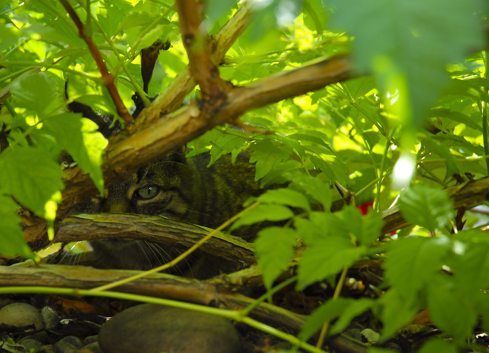 Neun Leben einer Katze - Jagen