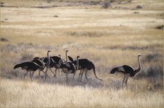 NEUN Straussenvögel... in Namibia
