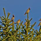 ***      Neun Wunderschöne Vögel ,...     ***