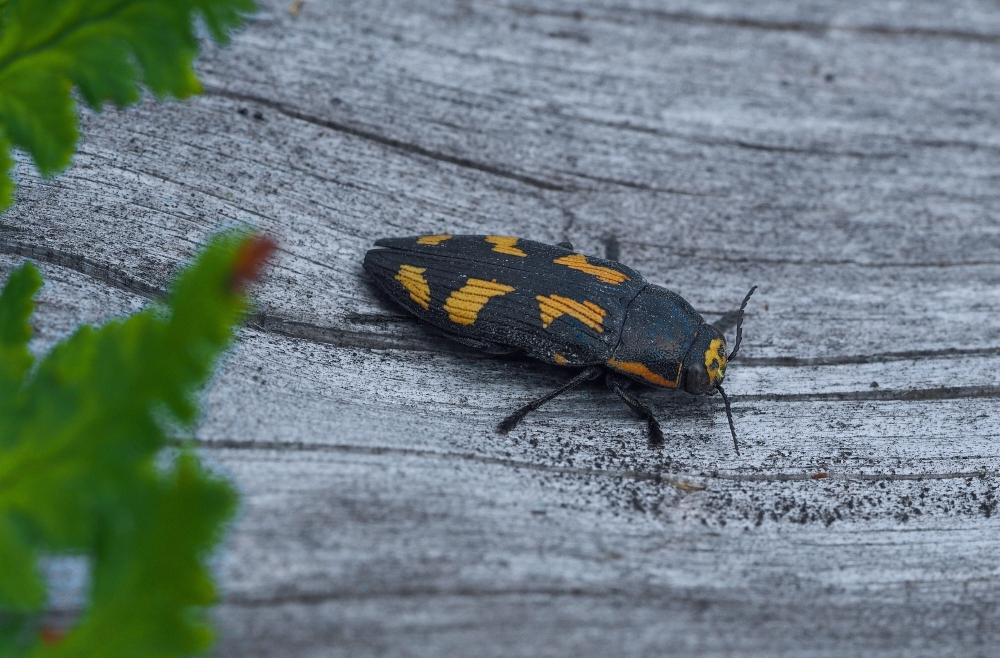 Neunfleckiger Prachtkäfer (Buprestis novemmaculata)