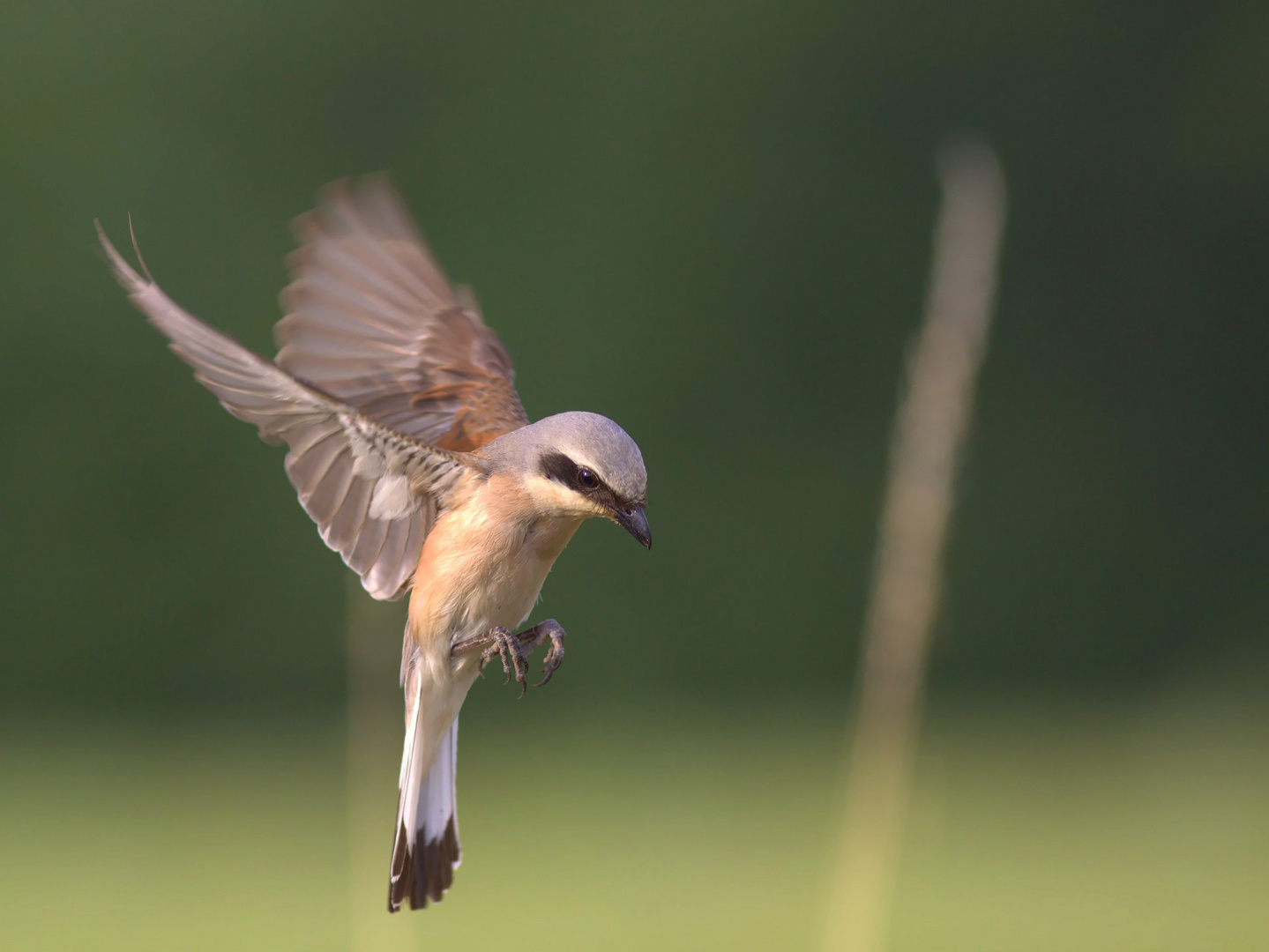 -neuni- im -rüttelflug-