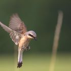 -neuni- im -rüttelflug-