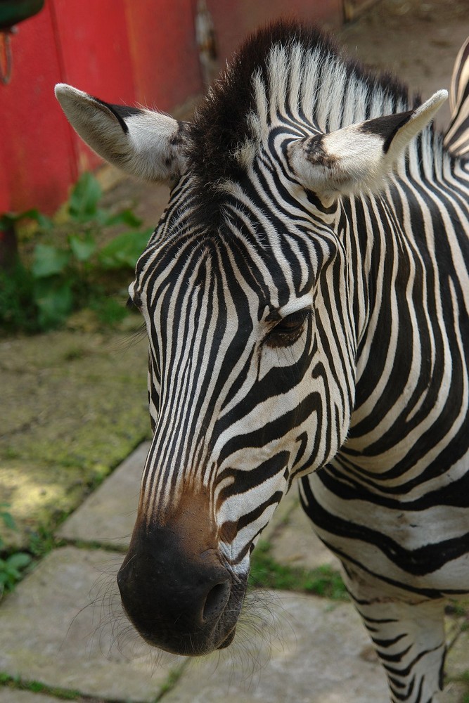 Neunkircher Zoo