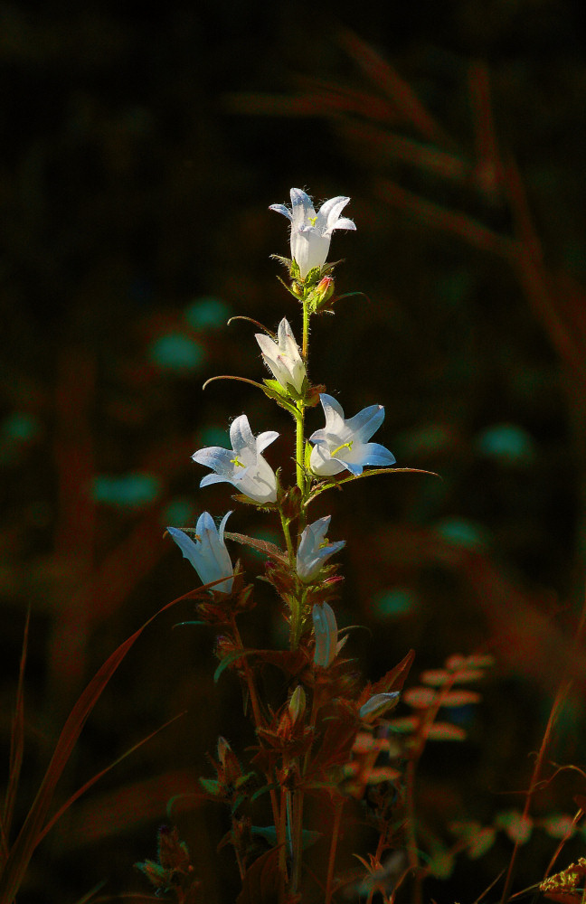 neunte Blume