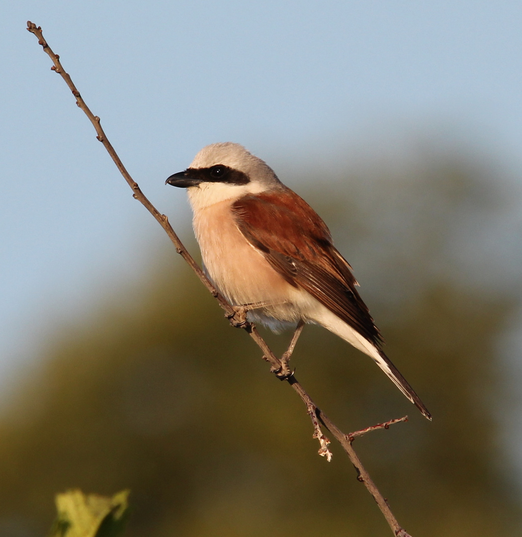 Neuntöter 2 (Lanius collurio)