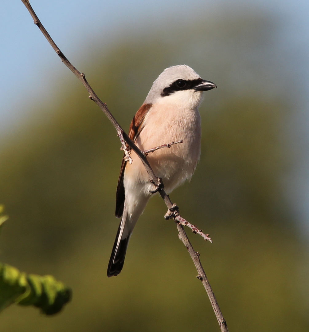 Neuntöter 5 (Lanius collurio)