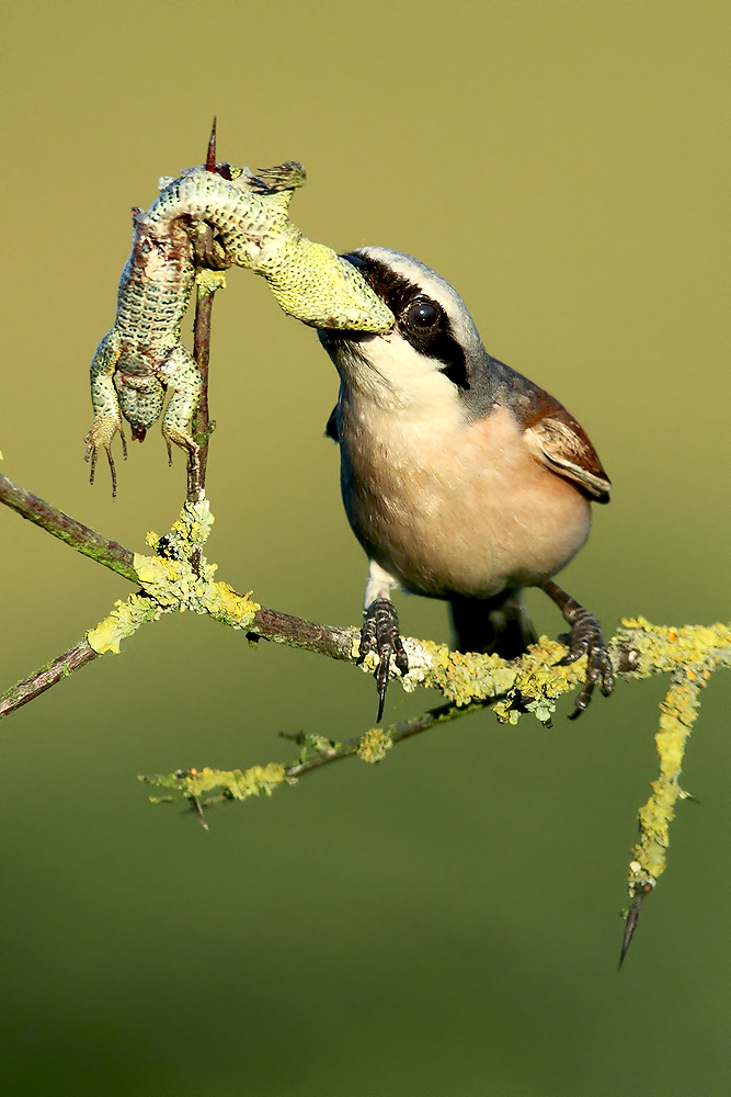 NEUNTÖTER Foto & Bild | natur, tiere, vögel Bilder auf