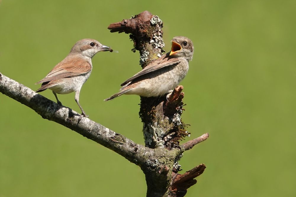 Neuntöter Naturfotografie Urs Kägi