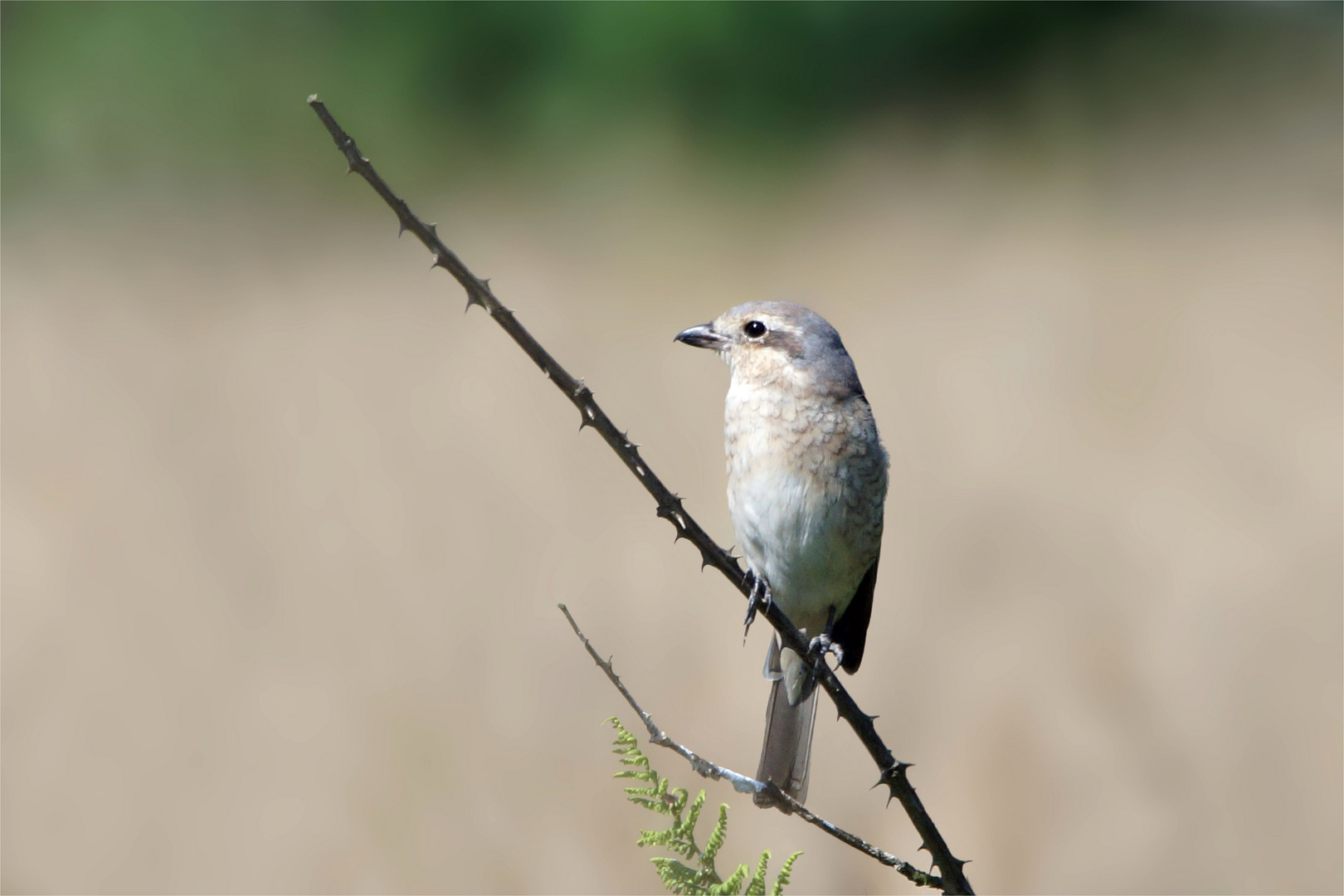 Neuntöter am Feldrand auf seiner Warte