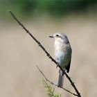 Neuntöter am Feldrand auf seiner Warte