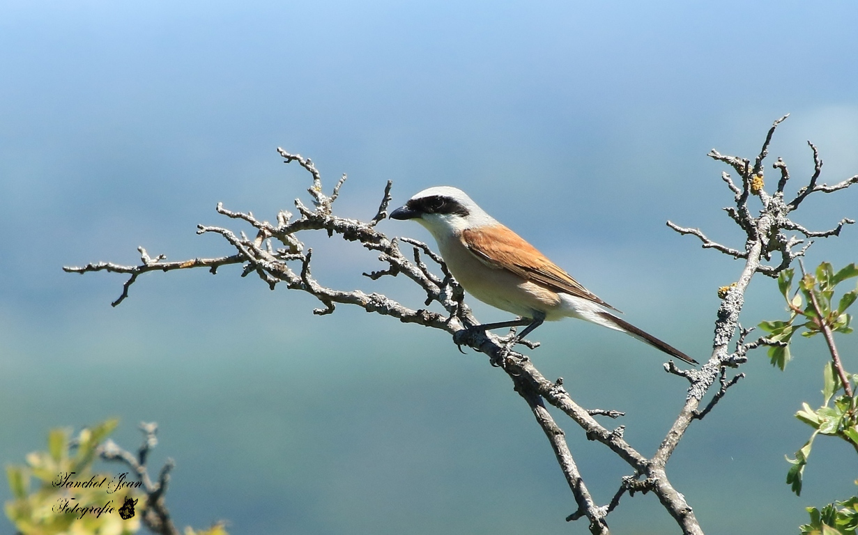 Neuntöter auf der lauer 