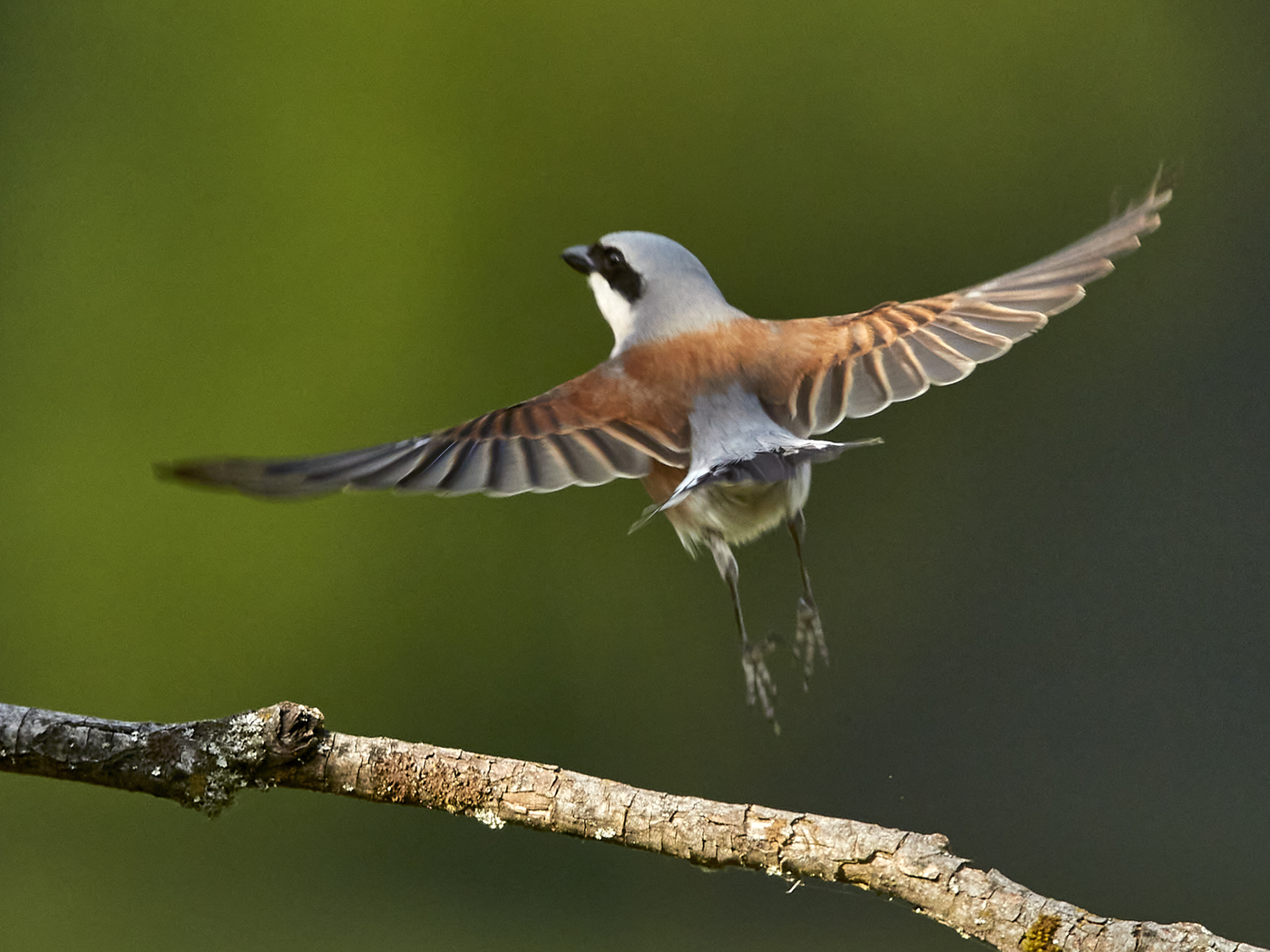 Neuntöter beim Abflug