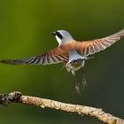 Neuntöter beim Abflug