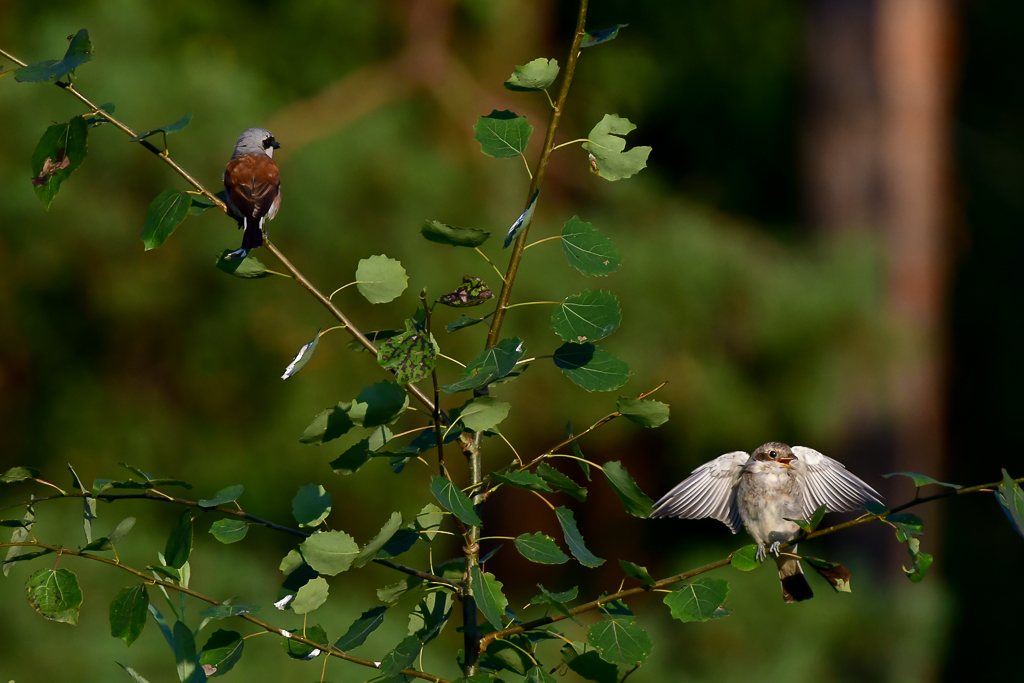 Neuntöter (Corvoidea) und Küken