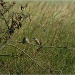 Neuntöter - Fütterung eines Jungvogels