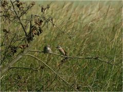 Neuntöter - Fütterung eines Jungvogels