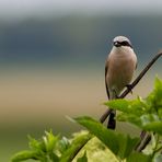 Neuntöter (Hahn) (Lanius collurio)