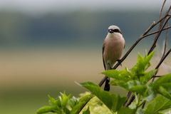 Neuntöter (Hahn) (Lanius collurio)