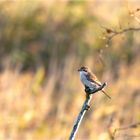 Neuntöter im Darßwald