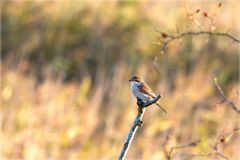 Neuntöter im Darßwald