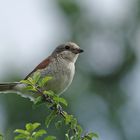 Neuntöter im Garten