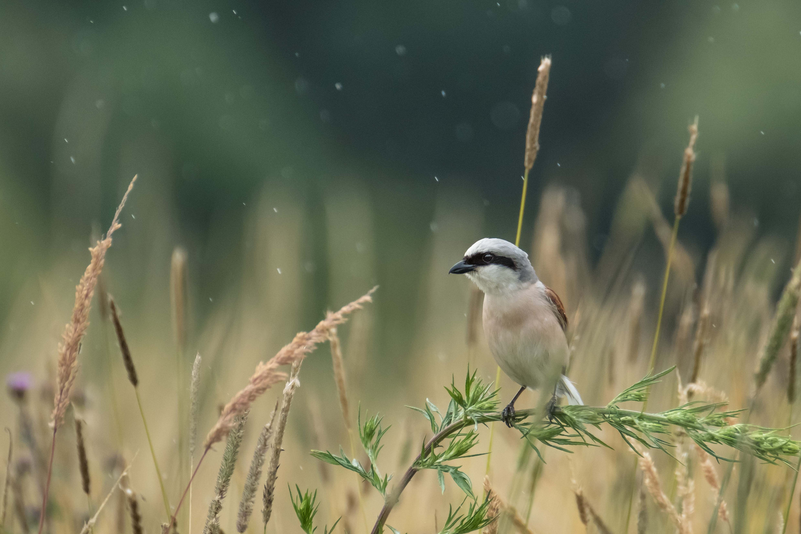 Neuntöter im Regen