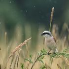 Neuntöter im Regen