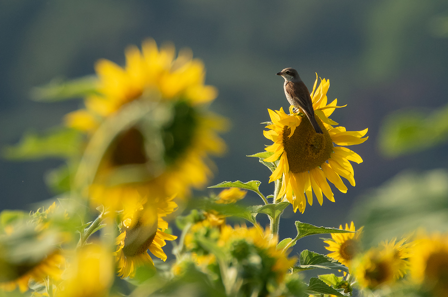 *** Neuntöter im Sonnenblumenfeld ***