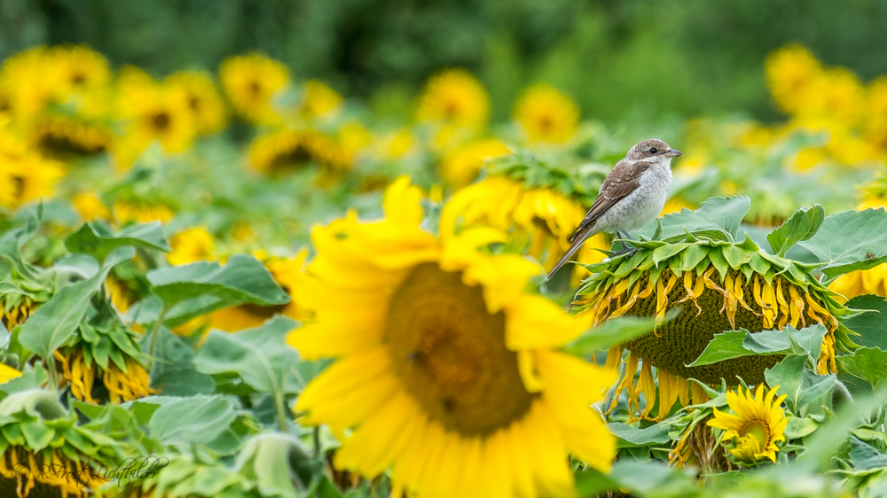 Neuntöter Jungvögel...