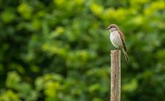 "NEUNTÖTER JUNGVOGEL"