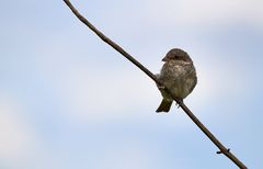 Neuntöter, Jungvogel