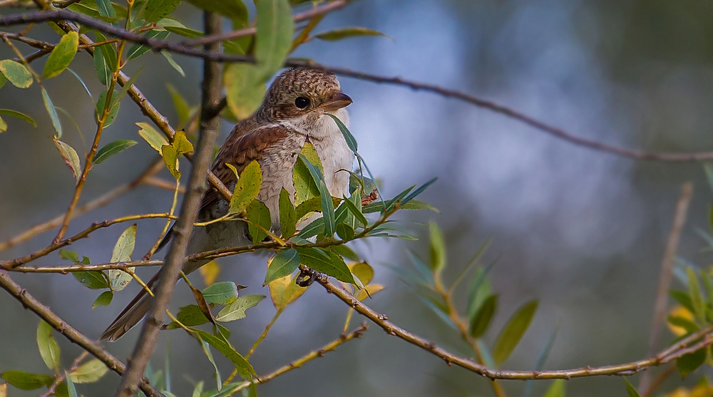 Neuntöter Jungvogel