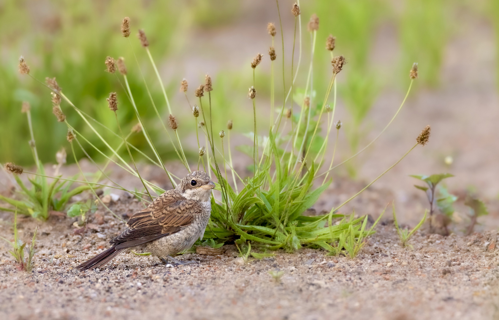 Neuntöter (Jungvogel)